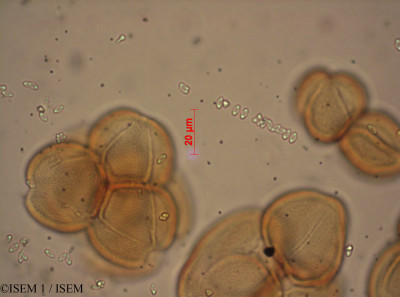 Acer barbatum - lame n° 37627